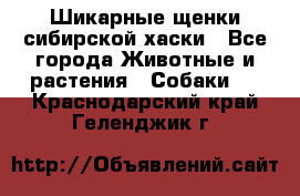 Шикарные щенки сибирской хаски - Все города Животные и растения » Собаки   . Краснодарский край,Геленджик г.